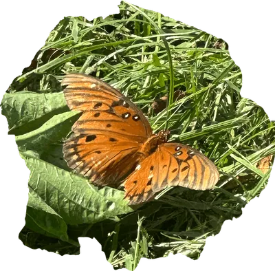 A gulf fritillary butterfly with open orange wings, black markings and silver-white spots, resting on grass and broad green leaves