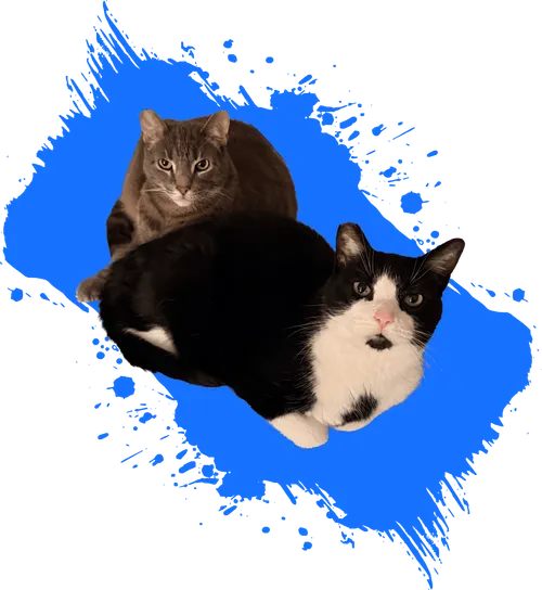 Two cats on a splash of bright blue paint — a grey tabby sitting behind a black-and-white tuxedo cat, both looking up at the camera
